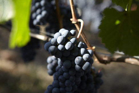 Château Hannetot, une promesse de plaisir