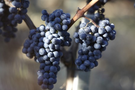 Les raisins de grande qualité de Xavier Beaumartin