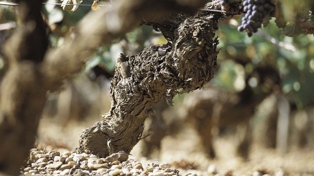 Pied de vigne au Château Hannetot Pessac Léognan (Xavier Beaumartin)